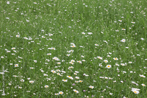Fotografía chamomile field
