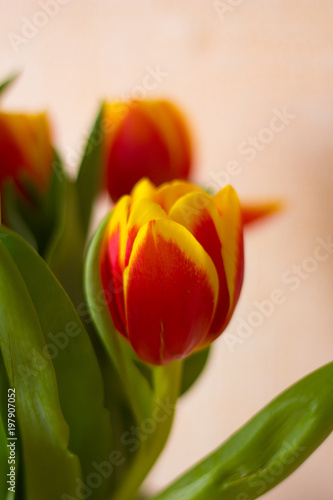 Fototapeta Naklejka Na Ścianę i Meble -  Букет красно жёлтыхх тюльпанов на нежном фоне 