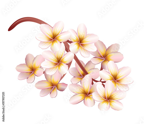 Plumeria flowers. Realistic vector illustration.