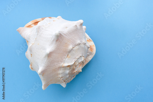 Minimalistic pastel blue background with one big graceful textured seashell.