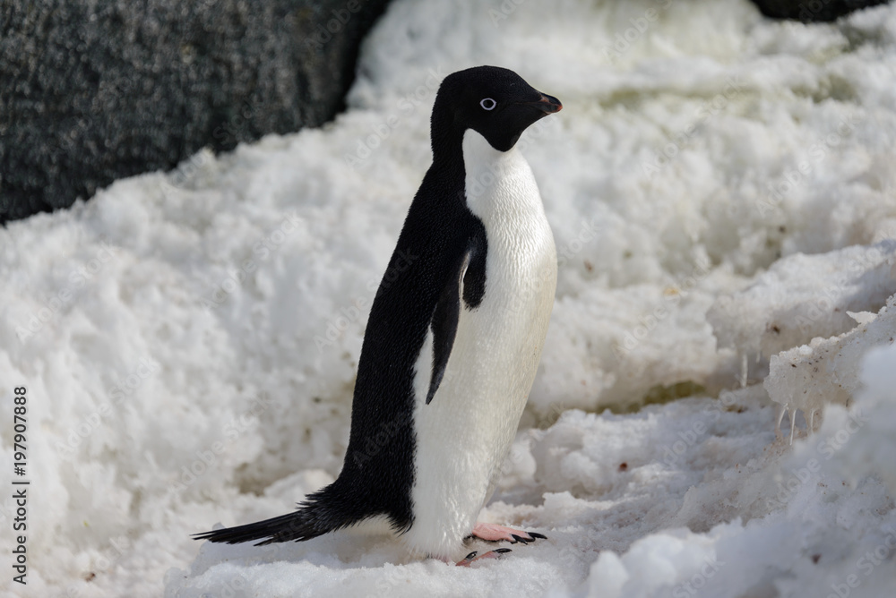 Fototapeta premium Adelie penguin on snow