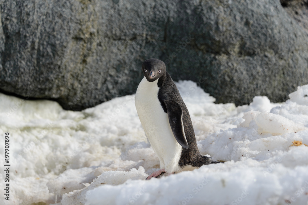 Fototapeta premium Adelie penguin on snow