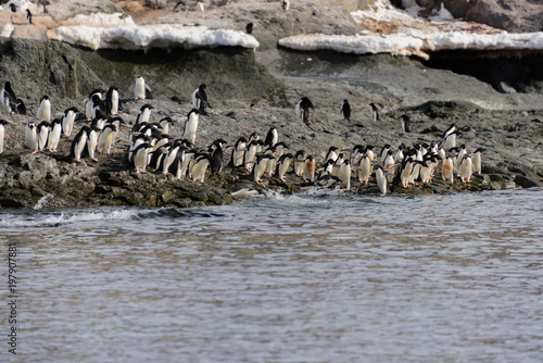 Adelie penguins on beach