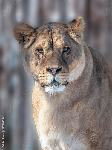 muzzle of a lioness on blurry background