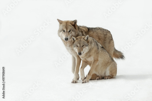 wolves male and female walking together, isolated background