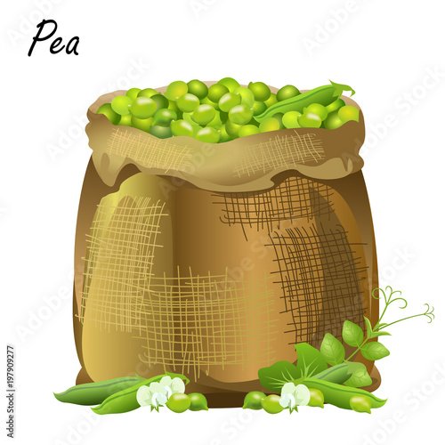Sack of peas. Hand drawn realistic vector illustration of jute sack with green peas, pods and flowers on white background.