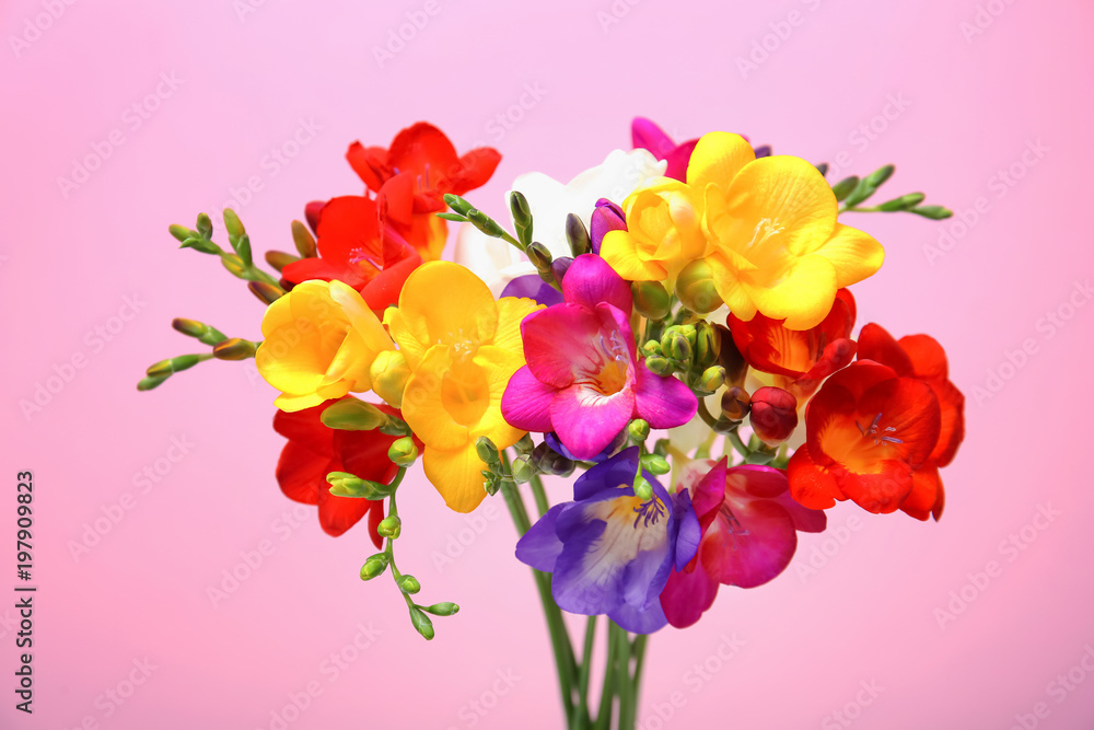 Obraz premium Bouquet with beautiful freesia flowers on color background