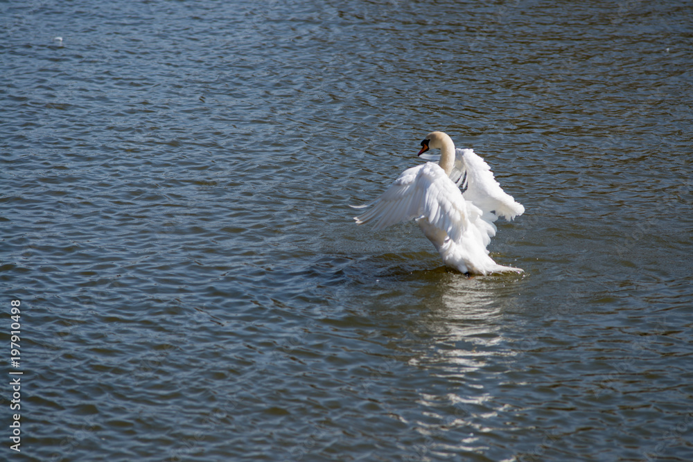 Fototapeta premium white mute swan stretching its wings on a summers day on water
