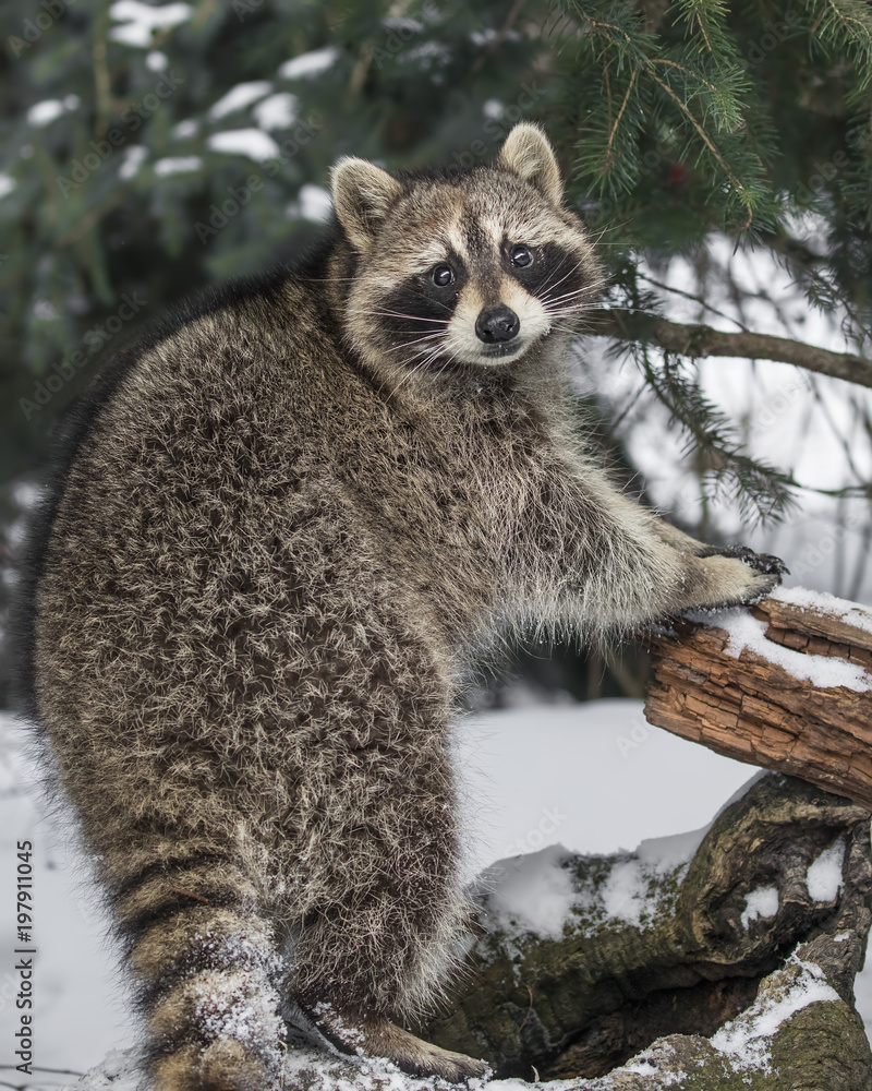 Obraz premium Raccoons 