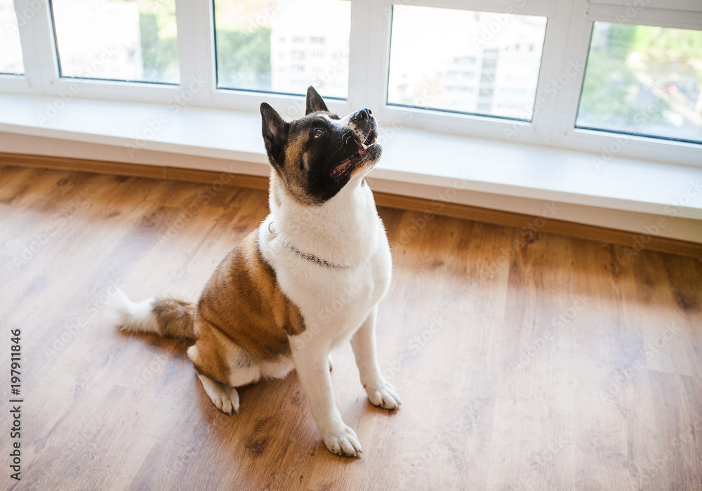 Amazing american akita dog posing. Old big akita boy. Amazing american akita dog posing. Old big akita boy.