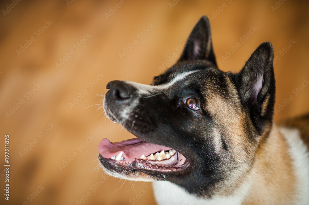 Amazing american akita dog posing. Old big akita boy. Amazing american akita dog posing. Old big akita boy.