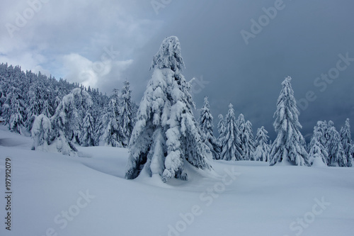 Wallpaper Mural Spruce in the winter in the snow. Torontodigital.ca