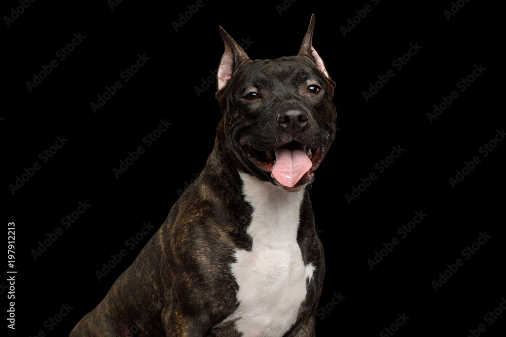 Portrait of Happy American Staffordshire Terrier Dog Isolated on Black Background, front view