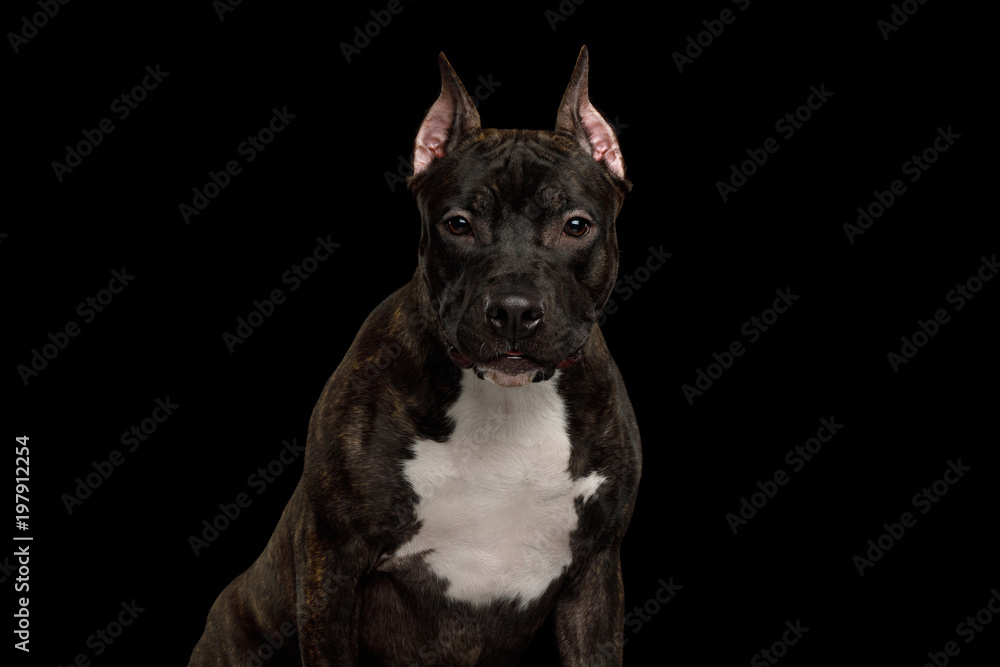 Portrait of Serious American Staffordshire Terrier Dog Gazing in camera Isolated on Black Background, front view