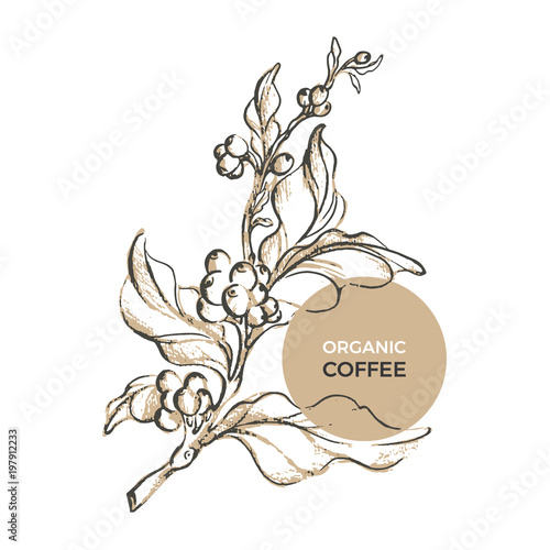 Vector sketch of coffee branch. Template