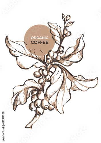 Vector sketch of coffee branch. Template