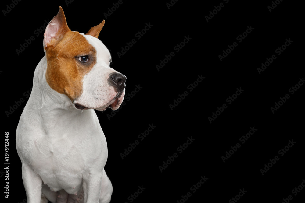 Portrait of White with Red American Staffordshire Terrier Dog, Looking at side, Isolated on Black Background, profile view