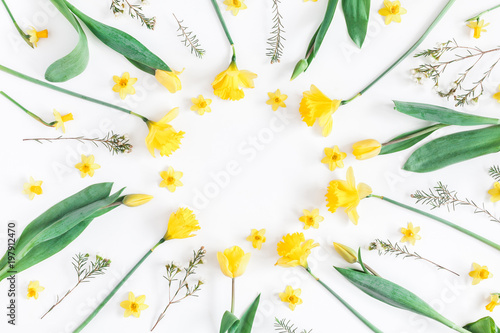 Fototapeta Naklejka Na Ścianę i Meble -  Flowers composition. Spring narcissus and tulip flowers on white background. Flat lay, top view
