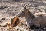 closeup on a lying ibex