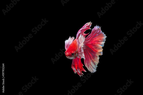 closeup red beautiful small siam betta fish with black isolate background