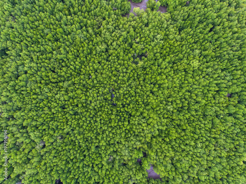 top view tree , beautiful background ,aerial view , mangrove forest, Natural grass texture , Blurred