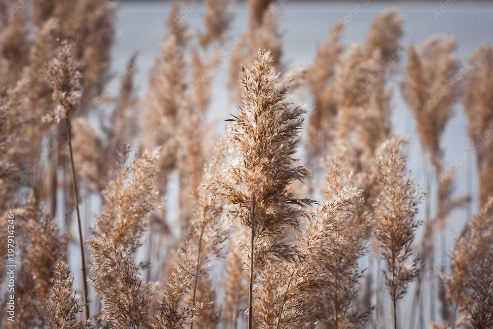 Fototapeta premium Trzcina nad jeziorem