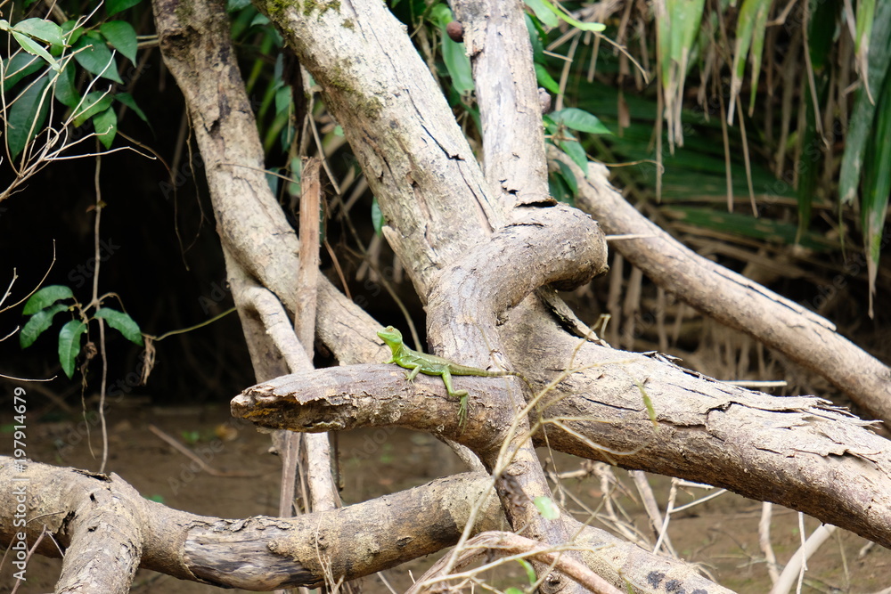 colorful iguana