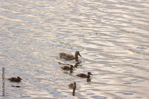 ducks swim across the water, mother duck and little ducklings