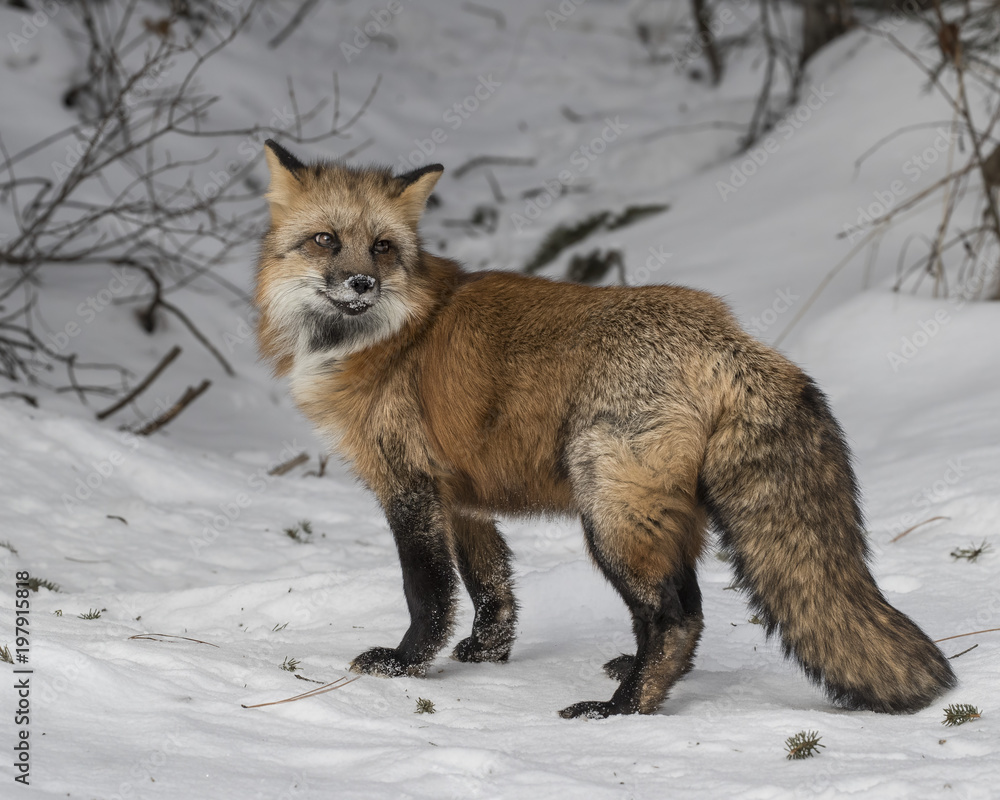 Fototapeta premium Red Foxes