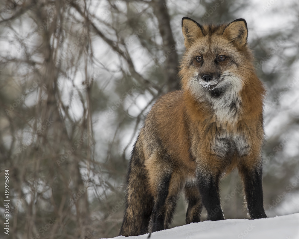 Red Foxes Red Foxes