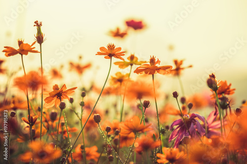 Cosmos colorful flower in the field during sunset in spring season. Photo toned style Instagram filters. Nature background