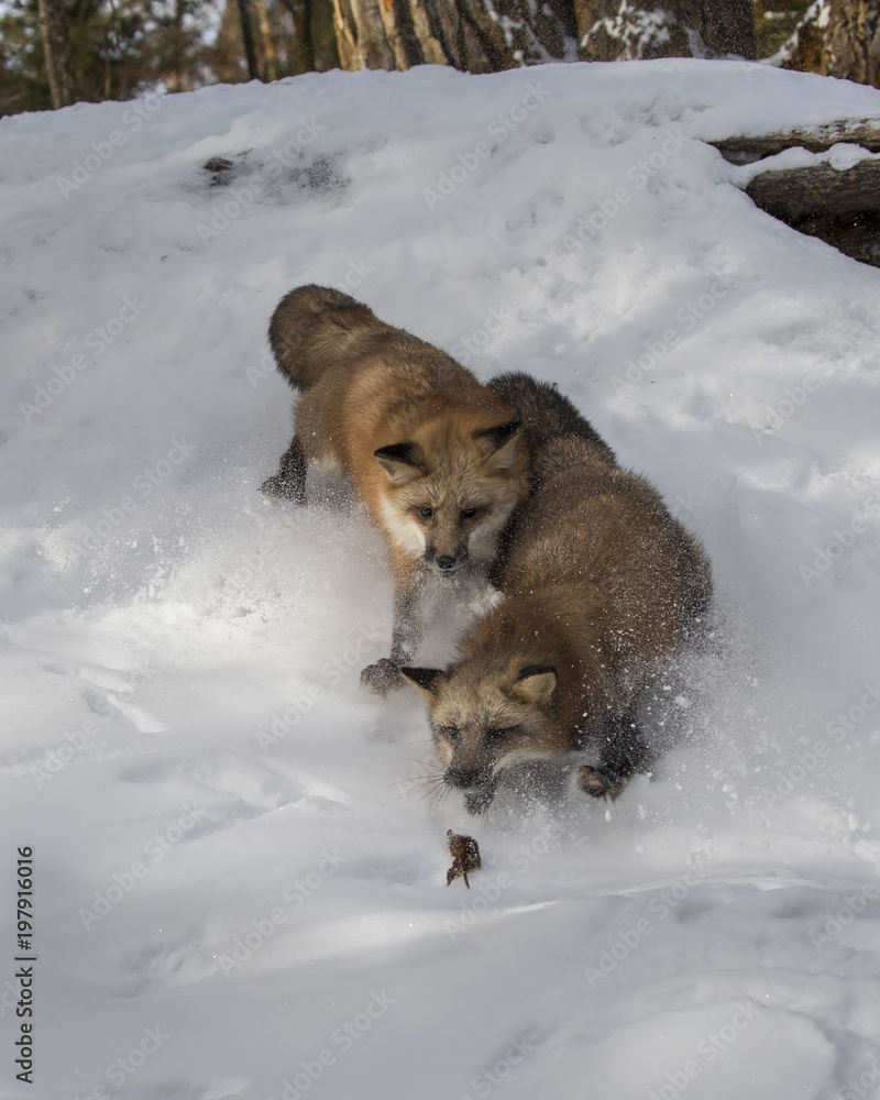 Fototapeta premium Red Foxes