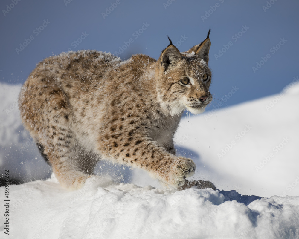 Siberian Lynx Cub 