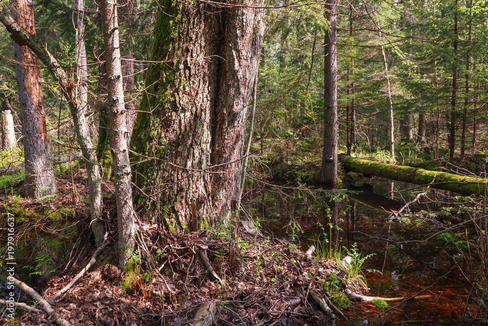 Springtime alder bog forest