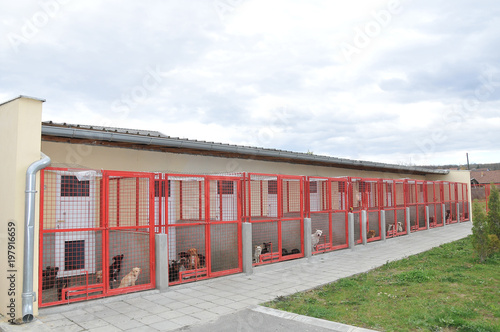 Принти на полотні Shelter for stray dogs and cats