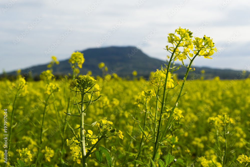 Obraz premium oilseed rape field