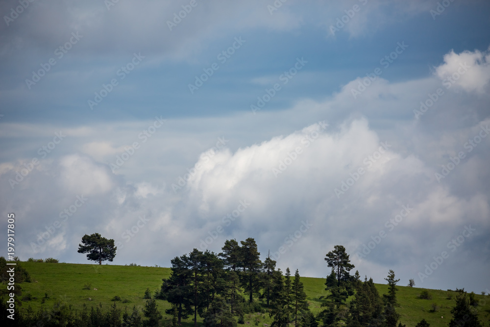 Obraz premium Pine trees on green Rhodope mountain hill