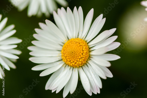 Macro of a daisy