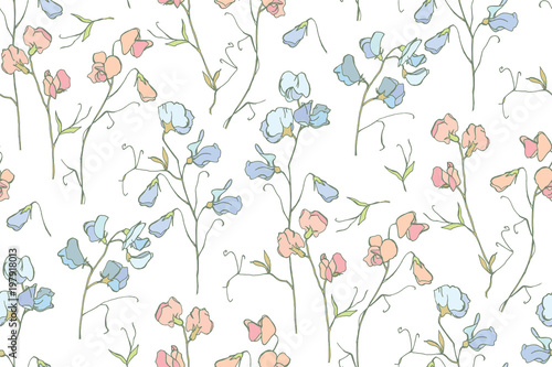 A Sweet pea, on a background of peas. Lathyrus odoratus - an airy, sweet and light flower. The tenderness of peach and lilac tones in the color of peas.
