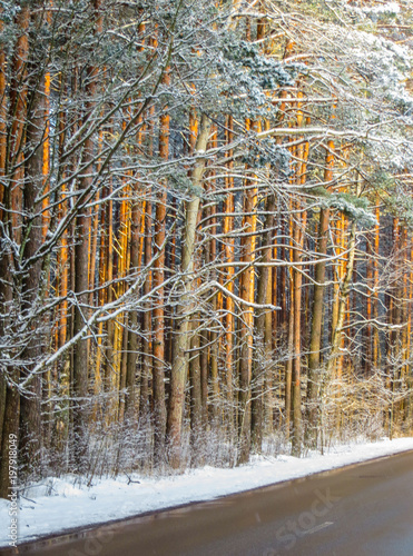 First snow. Trees brought by snow in Jurmala, Latvia 2018 photo