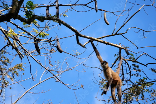 Red monkeys in the trees