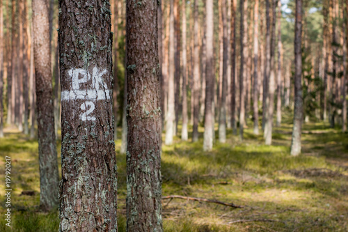 Fototapeta Naklejka Na Ścianę i Meble -  Signs on trees painted white paint. Markings in forest crops on tree trunks.