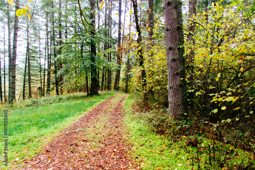 Obraz premium Path in the wood