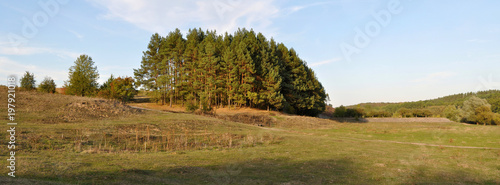pine trees on the edge panorama