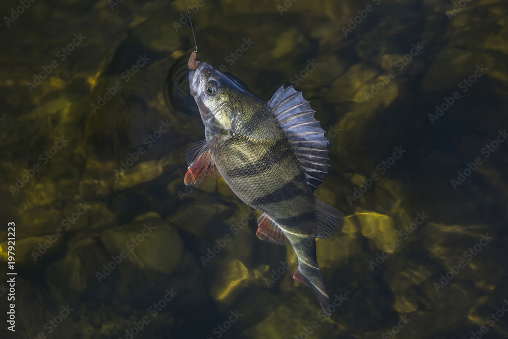 Fototapeta premium Perch fish trophy in water. Fishing background
