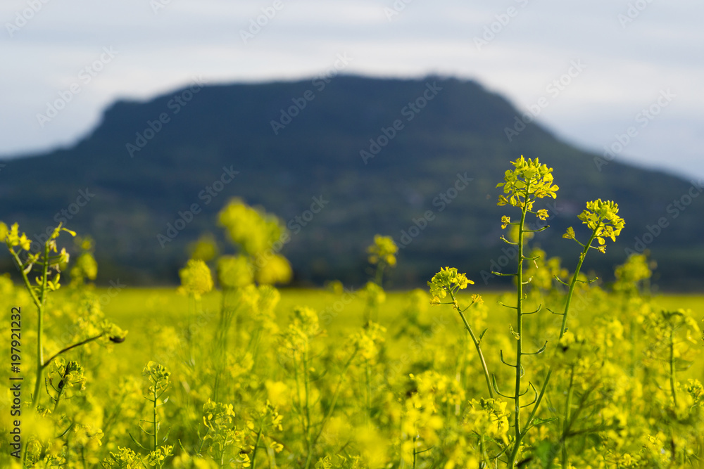 Obraz premium oilseed rape field