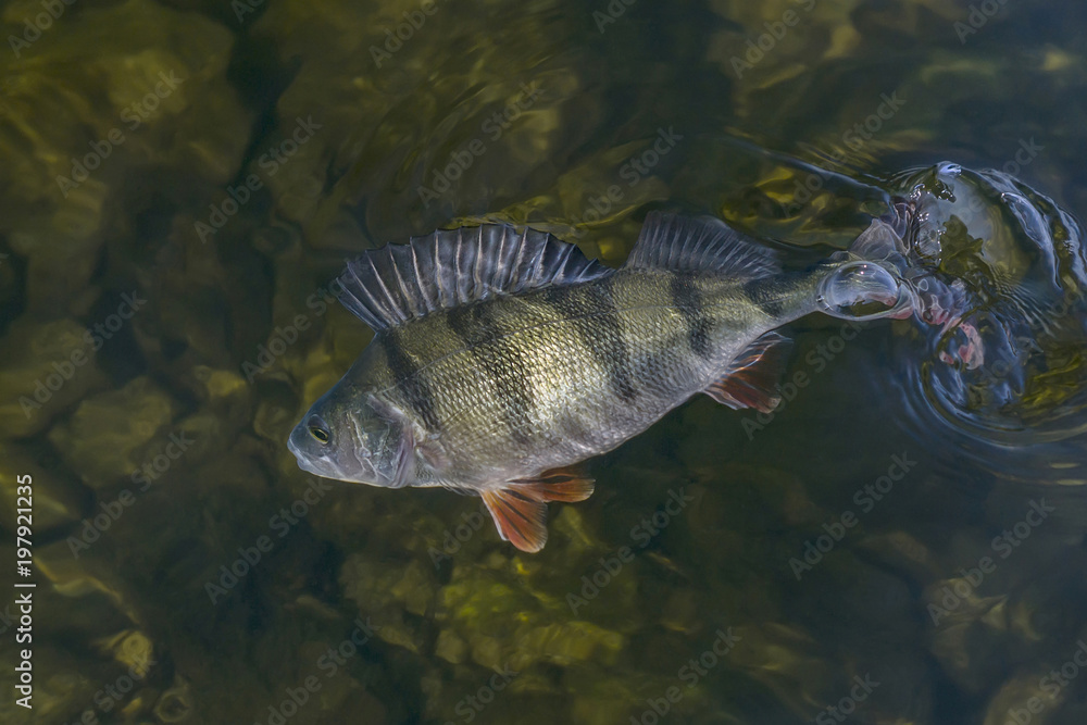 Fototapeta premium Perch fish trophy in water. Fishing background