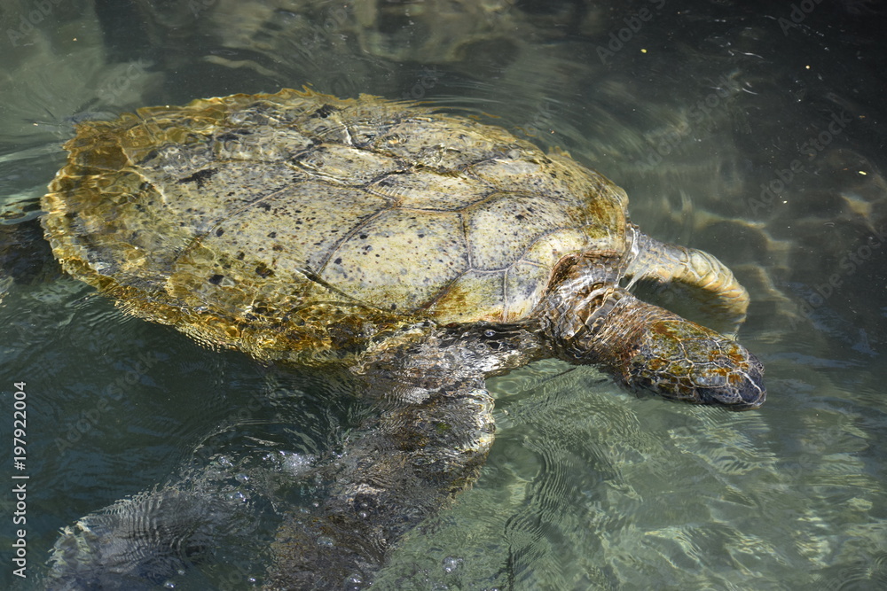 Fototapeta premium Sea Turtle