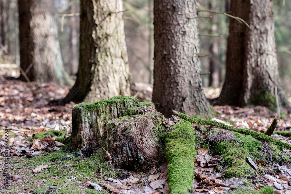 Old mossy tree trunk in a wooded area. Traces of an old logging. Old mossy tree trunk in a wooded area. Traces of an old logging.