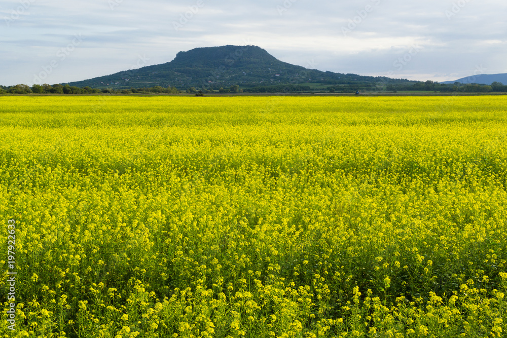 oilseed rape field